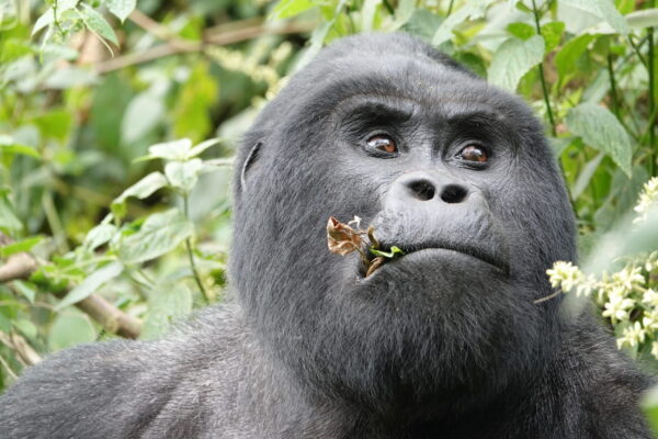 Gorilla Expeditions