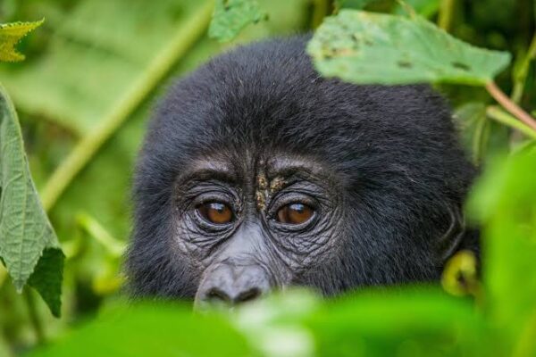 Gorilla Expeditions