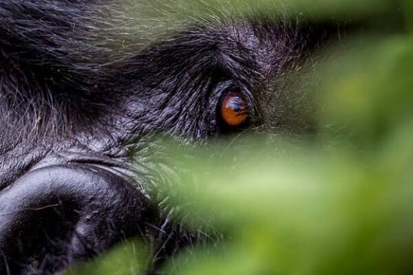 Gorilla Expeditions