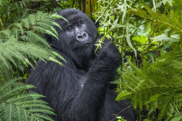 Gorillas and Chimpanzee Gorillas and Chimpanzee