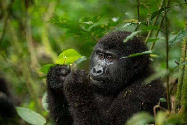 Gorillas and Chimpanzee Gorillas and Chimpanzee