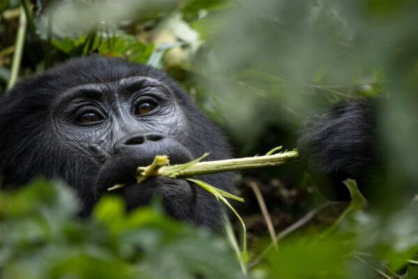 Gorillas and Lake Bunyonyi