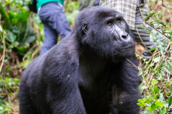 Gorillas and Lake Bunyonyi