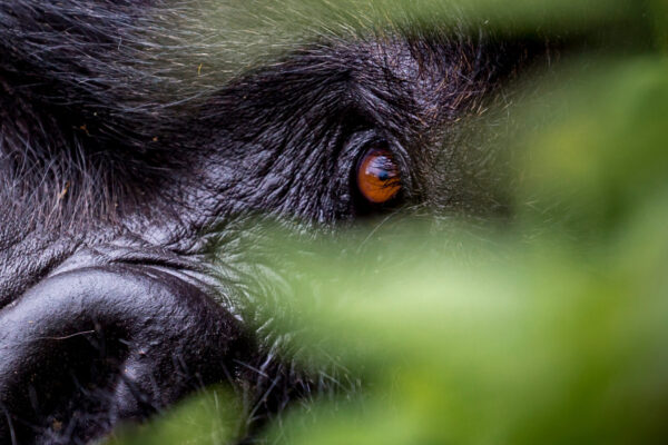 Gorillas and Lake Bunyonyi