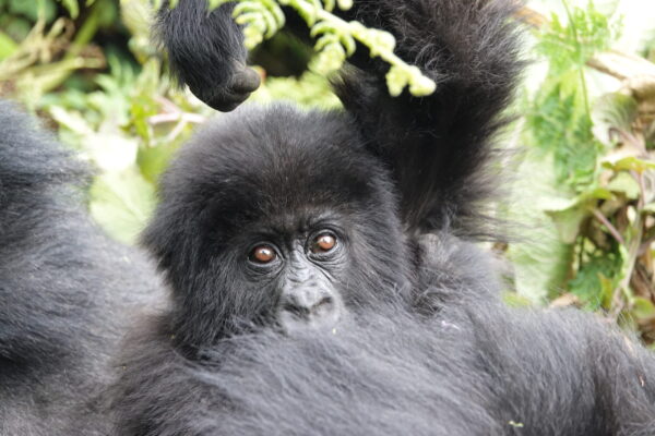 Rwanda Safaris