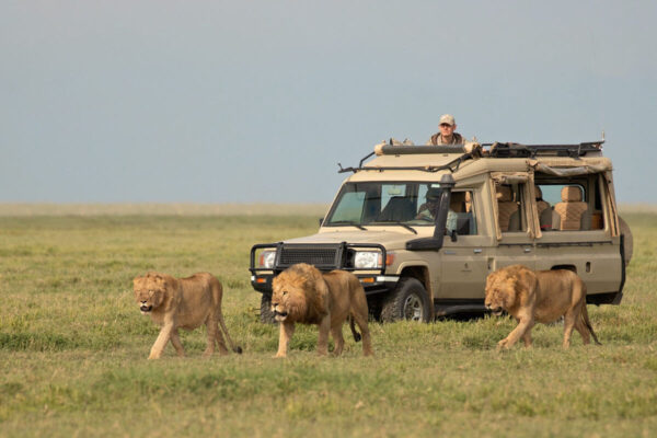 Safaris Safaris