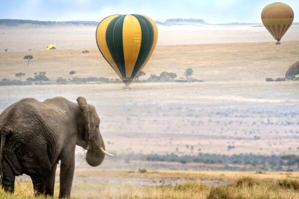 Safaris Safaris