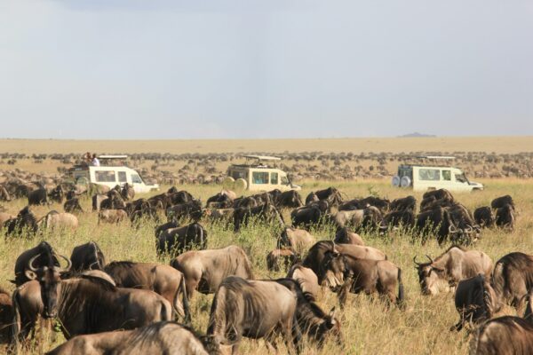 Safaris Safaris