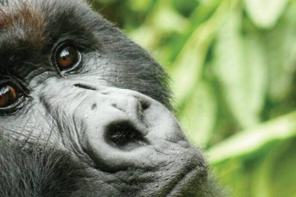 Safaris For Seniors