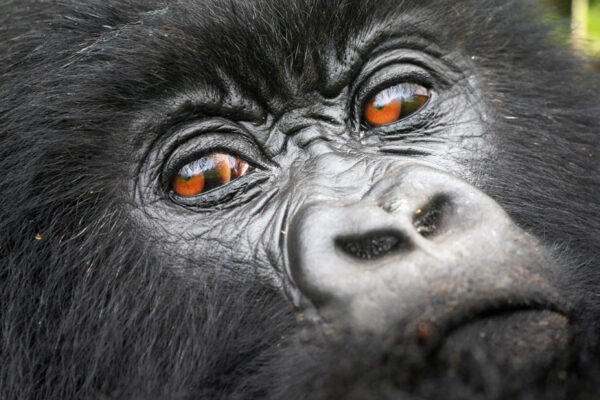 Safaris For Seniors