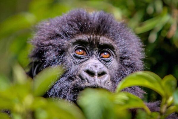 Gorilla Trekking
